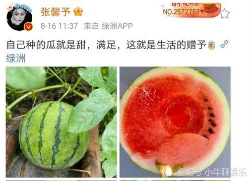 吃瓜娱乐圈吃瓜,吃瓜群众揭秘幕后真相